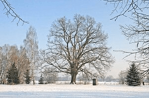 památný dub v zimě